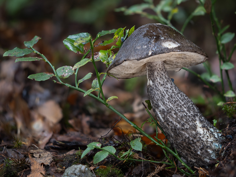 Leccinum variicolor